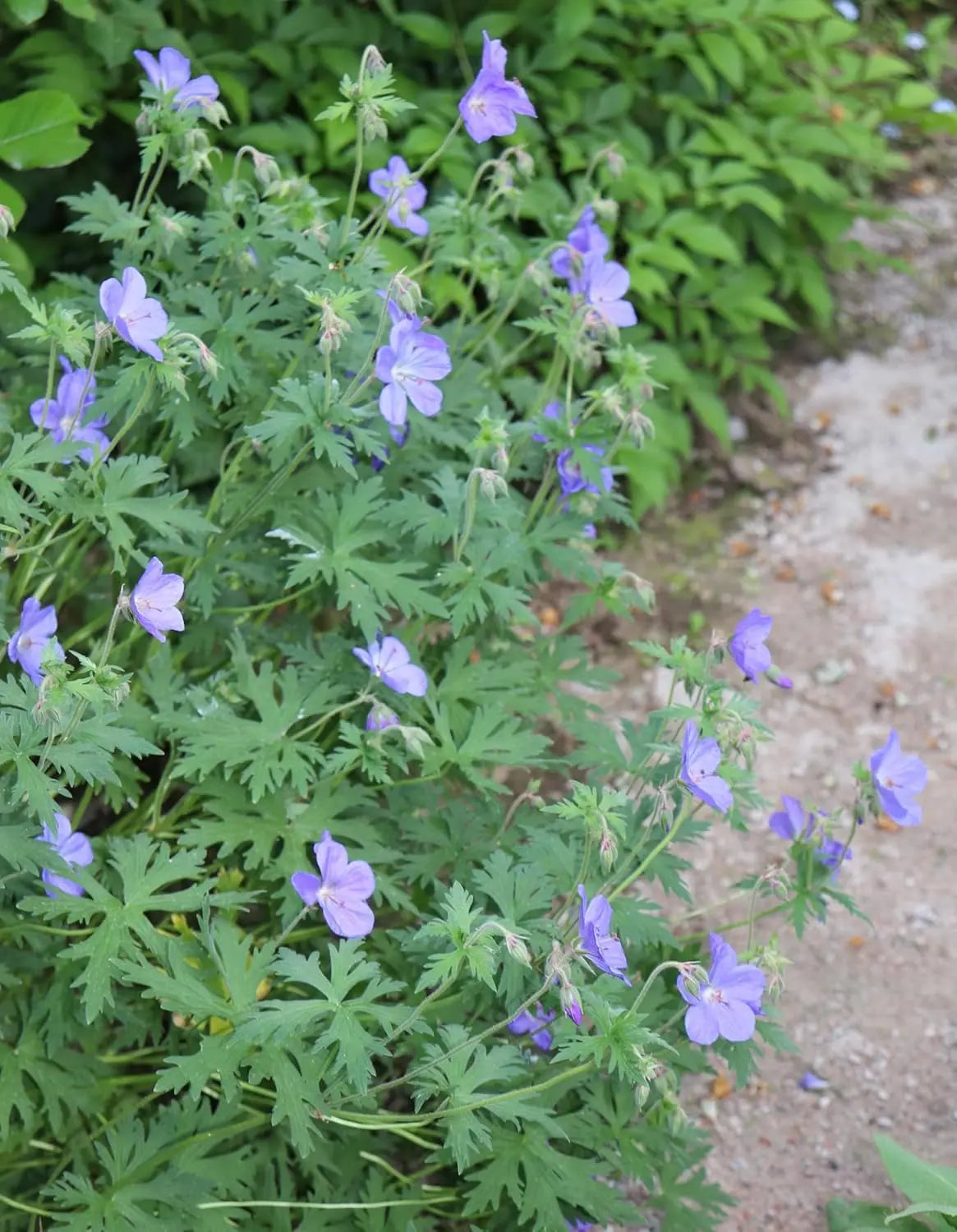 Blaue Blume der Staude Geranium pratense 'Johnson's Blue' vom Hersteller Stauden Gänge, mit grünen Blättern und blauen Blüten.