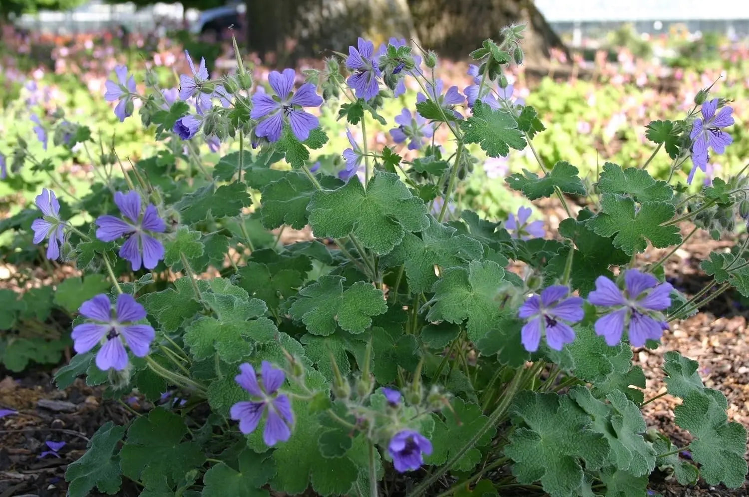 Geranium renardii 'Philippe Vapelle', Kaukasus Storchschnabel, Staude von Stauden Gänge, grüne Blätter und blühende Pflanze