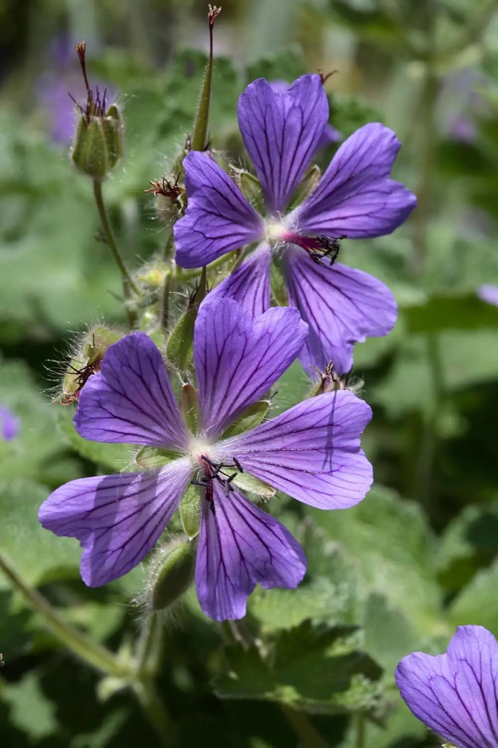 Geranium renardii 'Philippe Vapelle', Kaukasus Storchschnabel, Staude von Stauden Gänge mit grünen Blättern und weißen Blüten