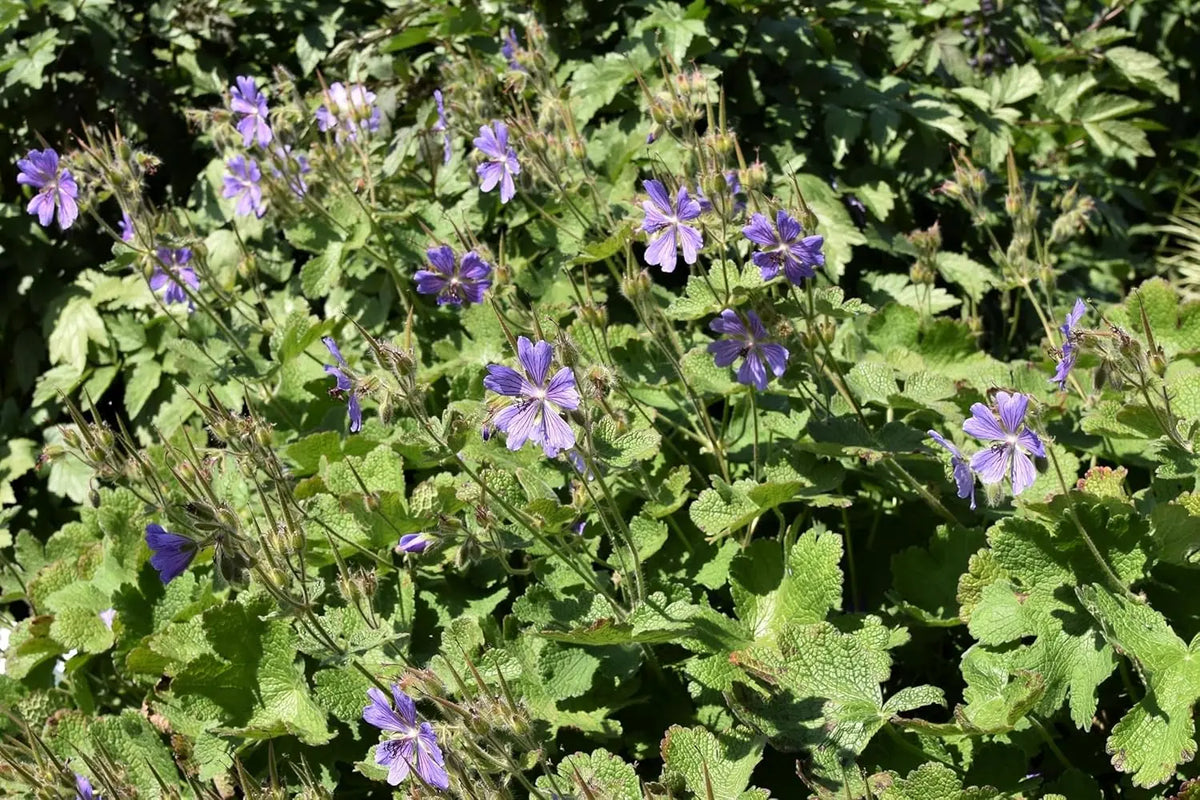 Geranium renardii 'Philippe Vapelle' Kaukasus Storchschnabel, Staude von Stauden Gänge, mit grünen Blättern und kleinen Blüten