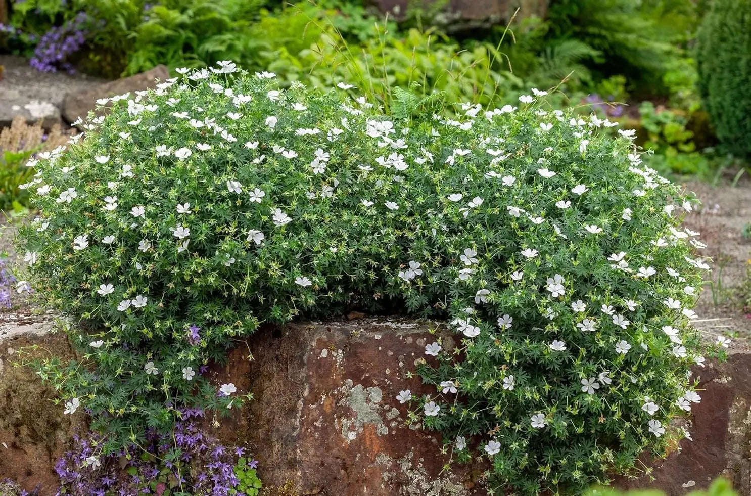 Weißer Blut-Storchschnabel (Geranium sanguineum 'Album') Staude mit weißen Blüten, von Stauden Gänge.
