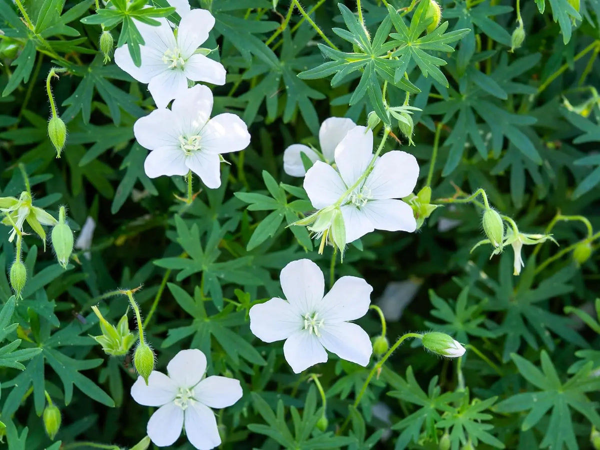 Weißer Blut Storchschnabel, Geranium sanguineum 'Album', Staude mit weißen Blüten und grünen Blättern, von Stauden Gänge.