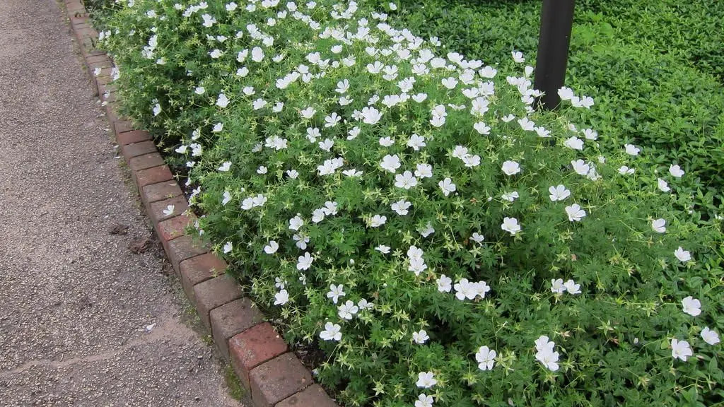 Weißer Blut Storchschnabel (Geranium sanguineum 'Album') als Staude, mit weißen Blüten und grünen Blättern, von Stauden Gänge.