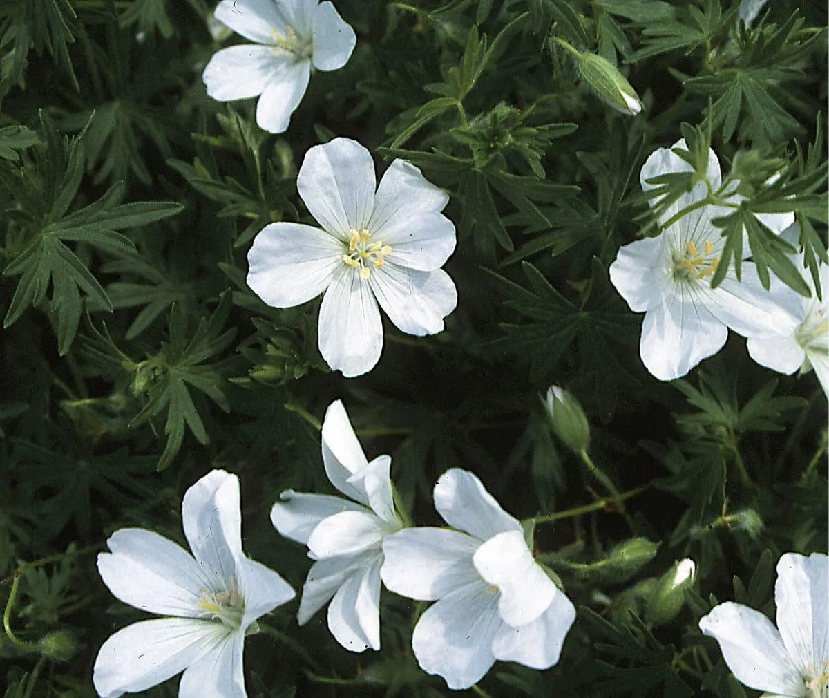 Weißer Blut Storchschnabel (Geranium sanguineum 'Album') Staude von Stauden Gänge, mit weißen Blüten und grünen Blättern.