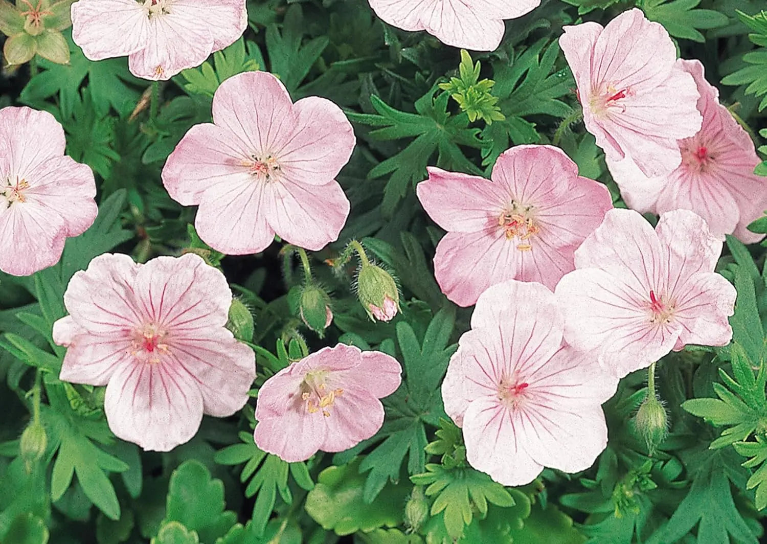 Geranium sanguineum 'Apfelblüte', Rosa Blut Storchschnabel, Staude mit rosa Blüten, im Garten fotografiert