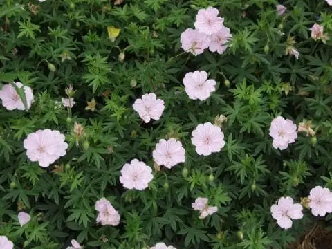 Rosa Blut Storchschnabel, Geranium sanguineum 'Apfelblüte', Staude mit rosa Blüten, im Garten, von Stauden Gänge.