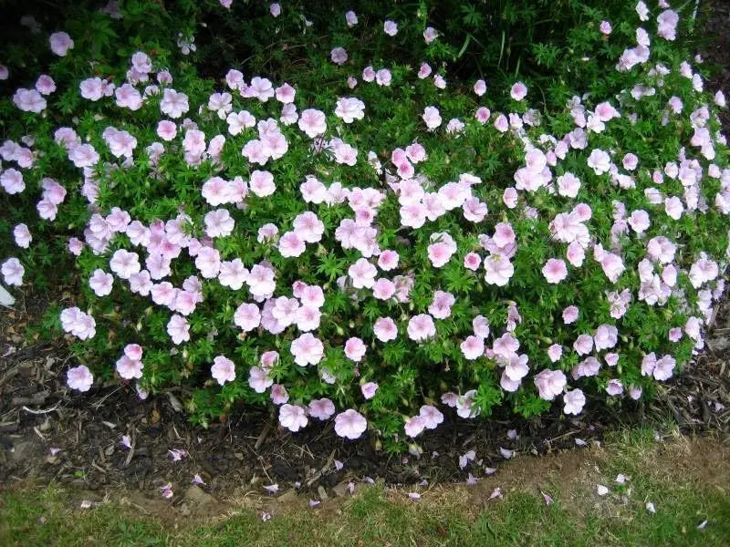 Rosa Blut Storchschnabel Staude Geranium sanguineum 'Apfelblüte' von Stauden Gänge, blühende Pflanze mit rosa Blüten, Nahaufnahme