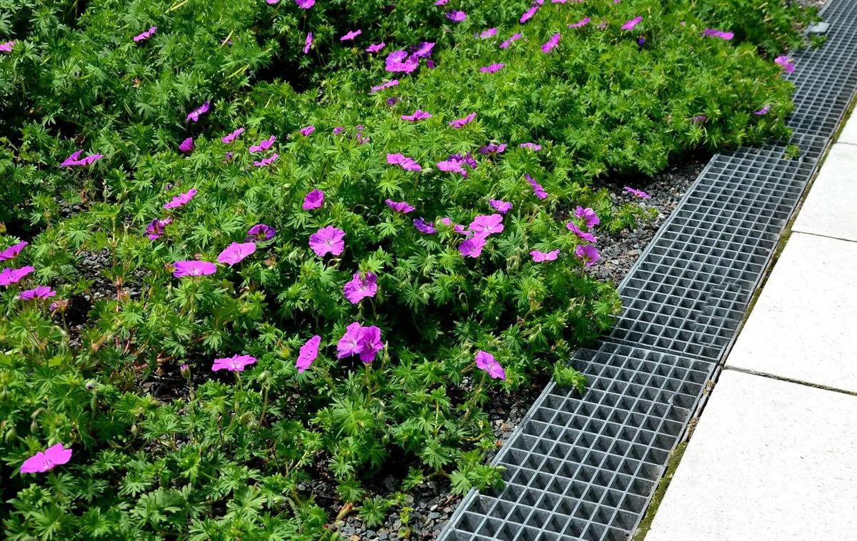 Geranium sanguineum 'Dilys', pinker Blut Storchschnabel, Staude mit rosa Blüten, Stauden Gänge, Gartenpflanze, Blühende Staude