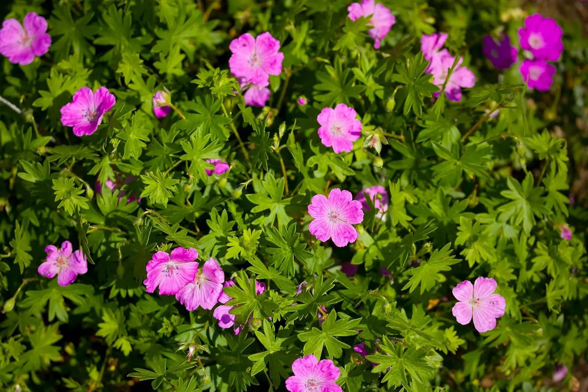 Pinker Blut Storchschnabel Geranium sanguineum 'Dilys' als Staude, mit rosa Blüten, Stauden Gänge.