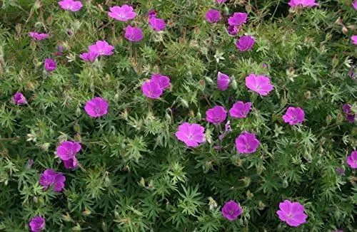 Pinker Blut Storchschnabel Geranium sanguineum 'Dilys' als Staude, mit rosa Blüten, von Stauden Gänge in Gartenaufnahme