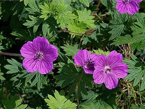 Geranium sanguineum 'Dilys' - Pinker Blut Storchschnabel, Staude mit rosa Blüten, von Stauden Gänge, in Gartenaufnahme