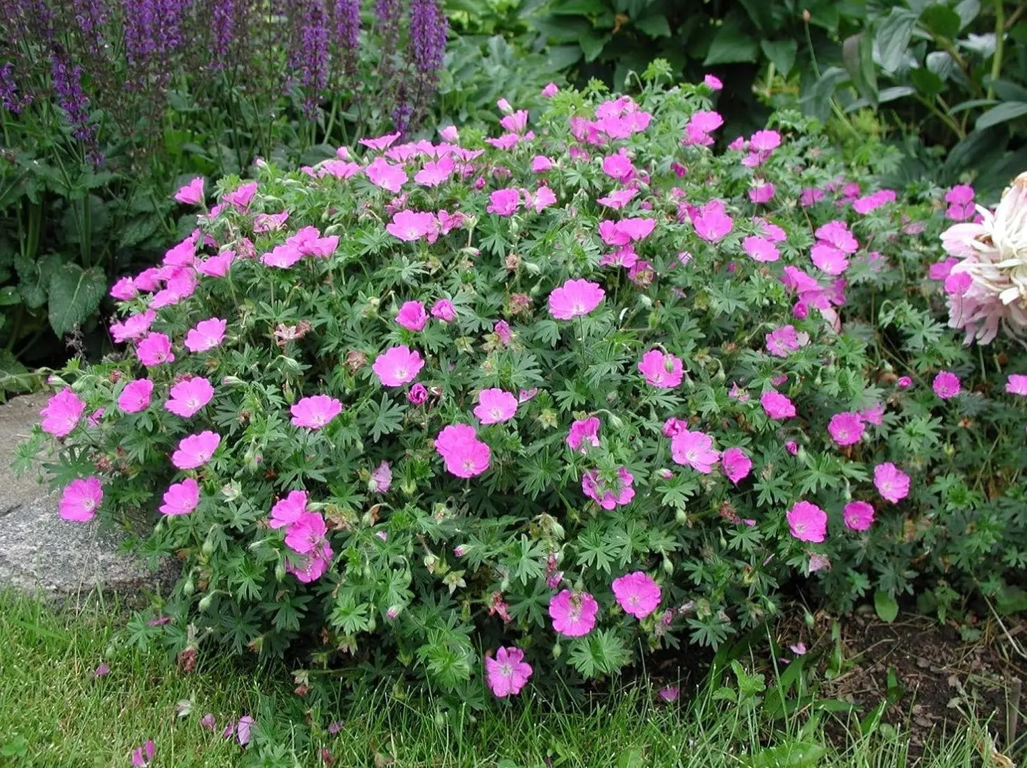 Geranium sanguineum 'Max Frei' Blut Storchschnabel Staude, blühend mit rosa Blüten, in Gartenumgebung, von Stauden Gänge