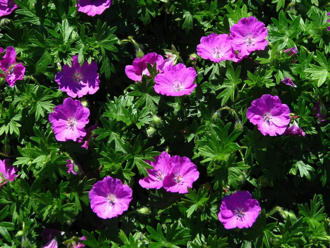 Blut Storchschnabel Staude Geranium sanguineum 'Max Frei' in Garten, grüne Blätter und rote Blüten, Stauden Gänge.