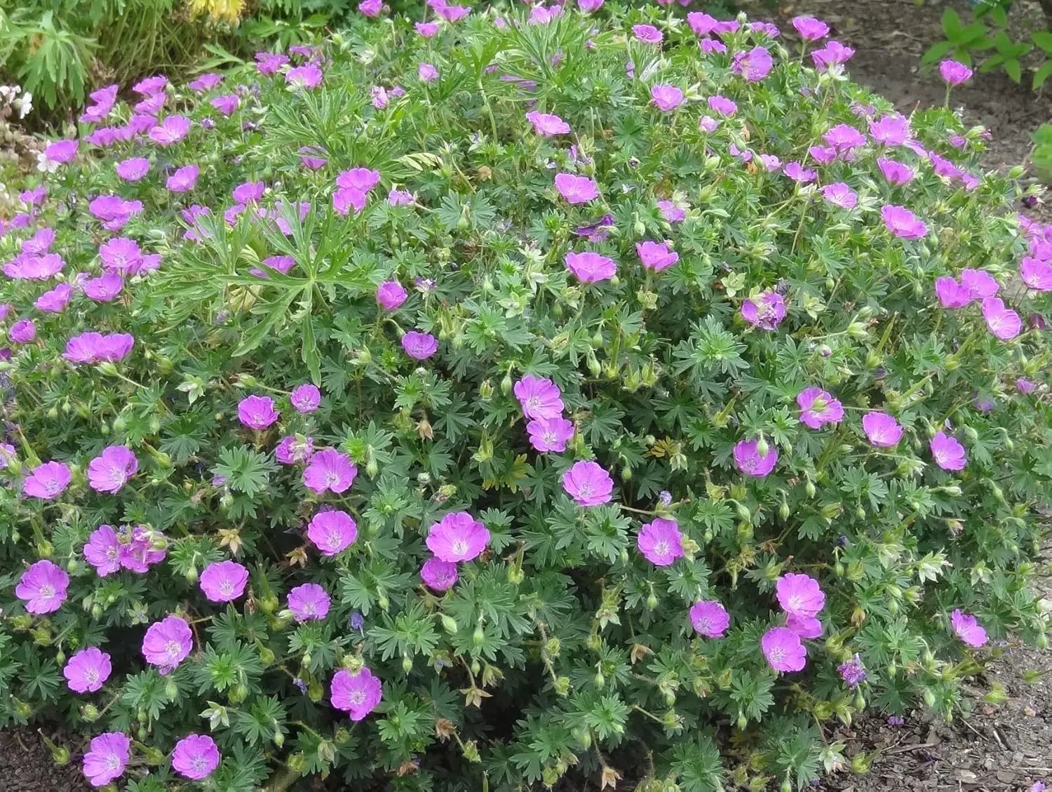 Blut Storchschnabel (Geranium sanguineum 'Max Frei') Staude mit orange-rote Blüten, im Garten, bei Stauden Gänge.