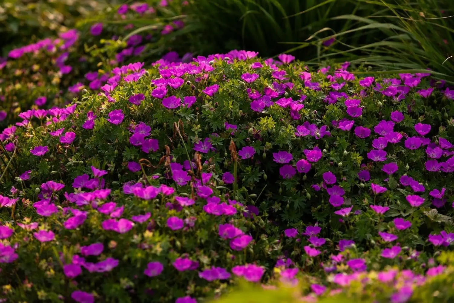 Blut Storchschnabel Geranium sanguineum 'Max Frei' als grüne Staude mit roten Blüten, von Stauden Gänge.