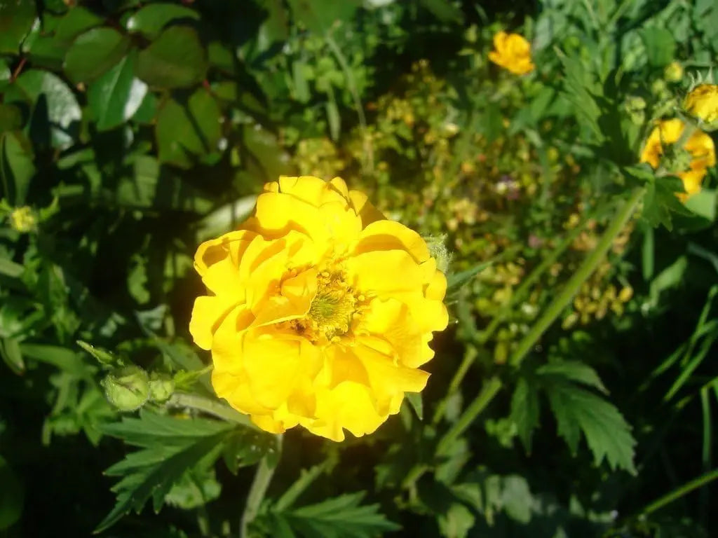 Chilenische Nelkenwurz Geum chiloense 'Lady Stratheden‘, Staude mit roten Blüten, in Gartenumgebung, von Stauden Gänge.
