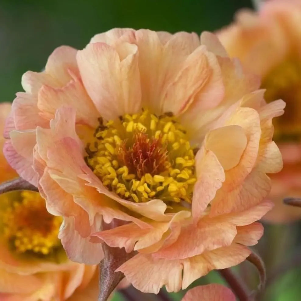 Apricotfarbene Geum chiloense 'Mai Tai' Staude von Stauden Gänge, blühende chilenische Nelkenwurz in Gartenbeet