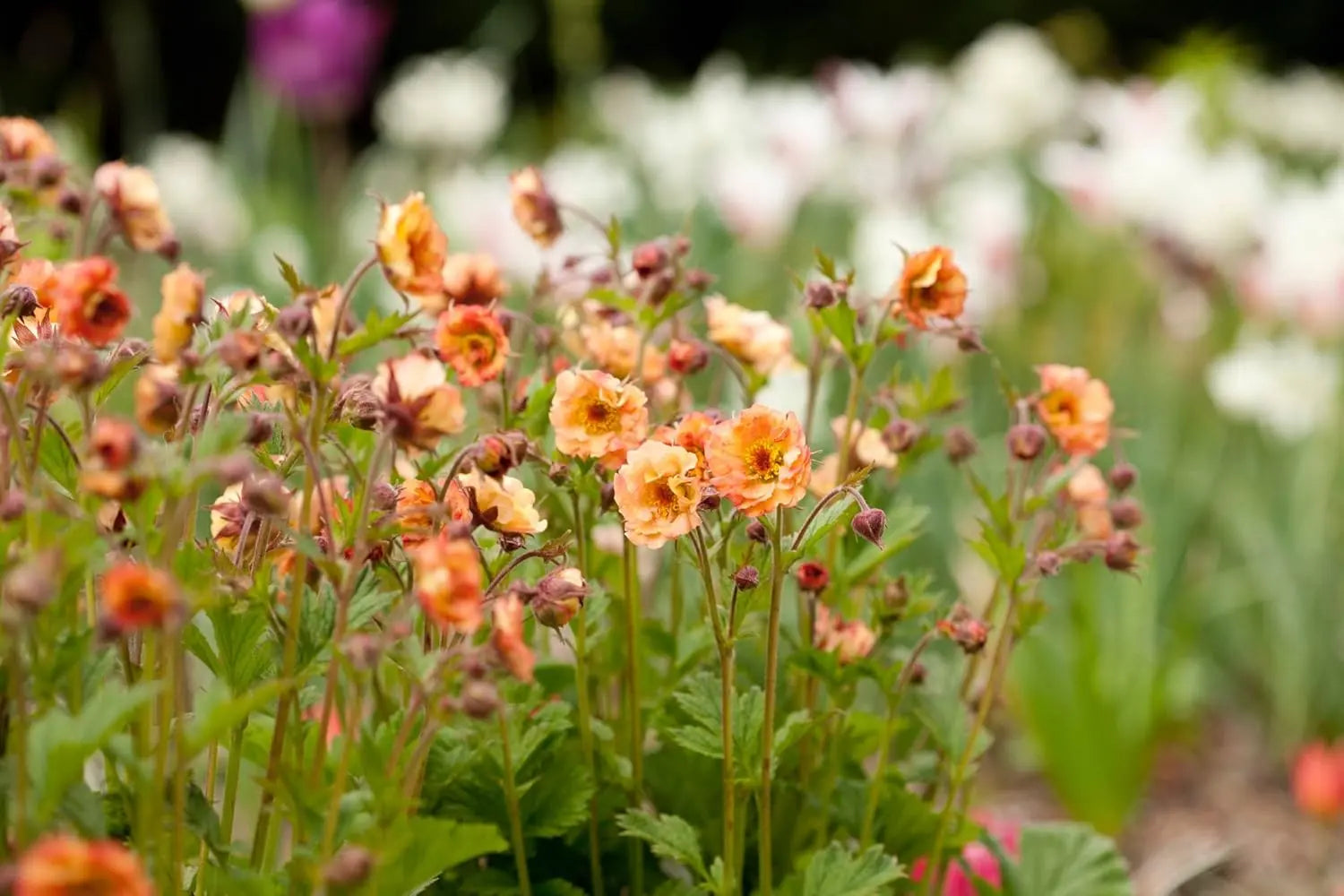 Apricotfarbene Geum chiloense 'Mai Tai' Staude, Chilenische Nelkenwurz, mit grünen Blättern, blühend im Garten, von Stauden Gänge
