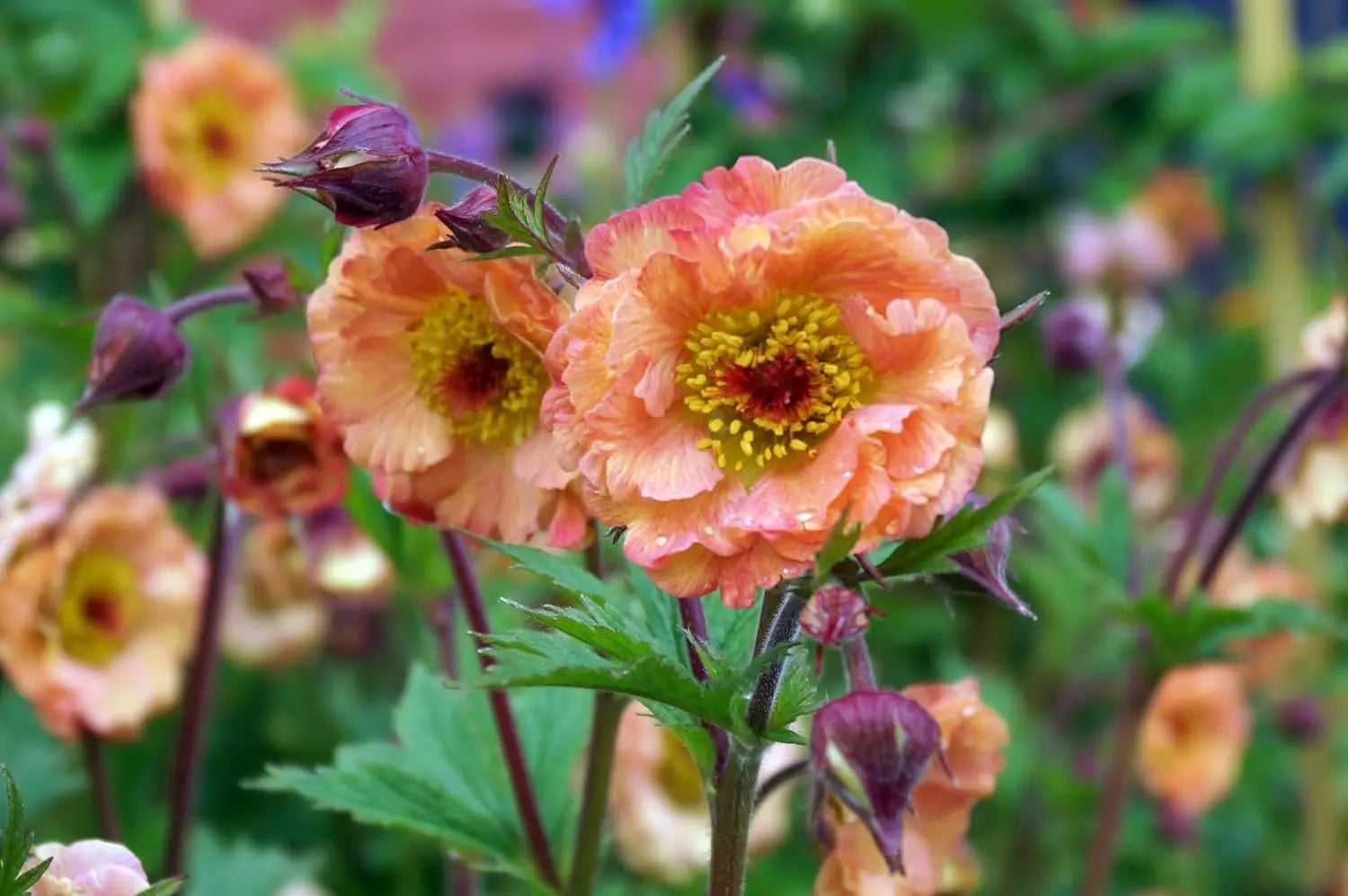 Apricotfarbene Geum chiloense 'Mai Tai' Staude von Stauden Gänge, blüht mit orangefarbenen Blüten, ideal für Staudenbeete.