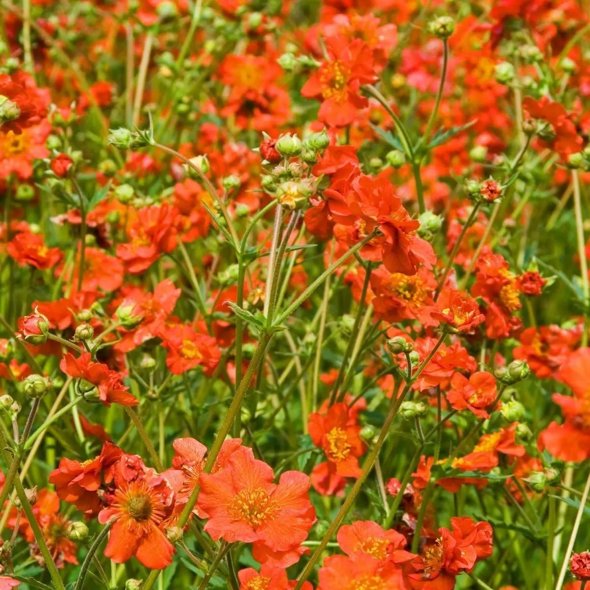 Rote Geum chiloense 'Mrs Bradshaw' Staude mit grünen Blättern, Blüten in Rot, Stauden Gänge, natürliche Gartendekoration
