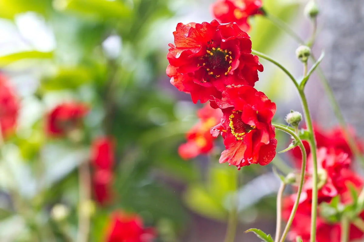Rote Geum chiloense 'Mrs Bradshaw', blühende Staude mit roten Blüten, von Stauden Gänge, ideal für Blumenbeete.