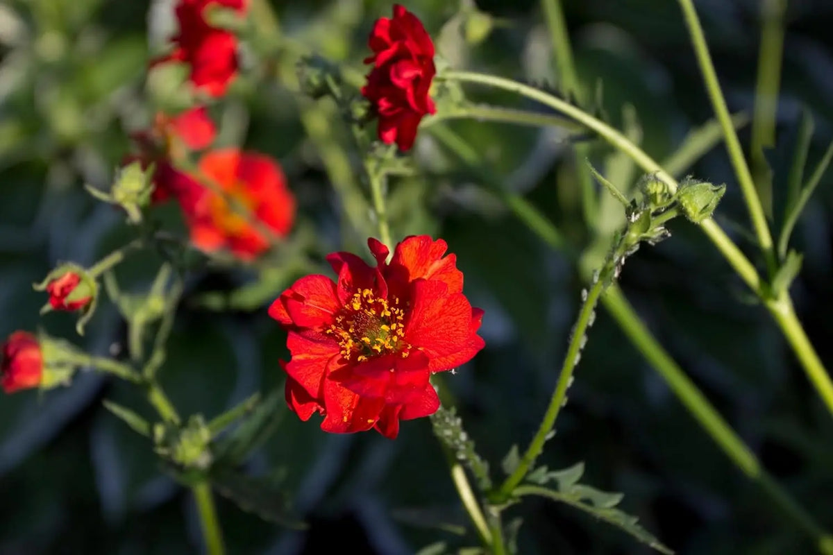 Rote Staude Geum chiloense 'Mrs Bradshaw' von Stauden Gänge, blühende Chilenische Nelkenwurz in Garten.