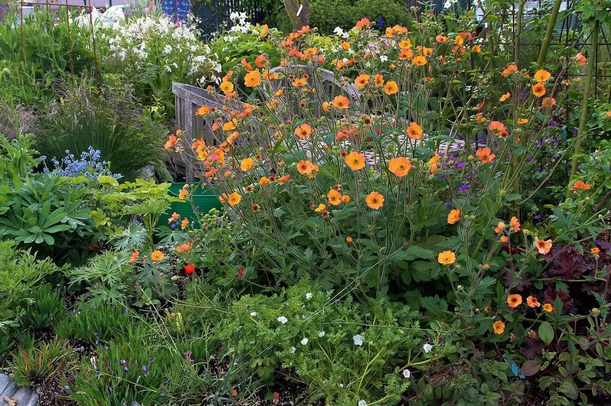 Oranger Chilenische Nelkenwurz Geum chiloense 'Totally Tangerine', Staude mit orangefarbenen Blüten, Stauden Gänge