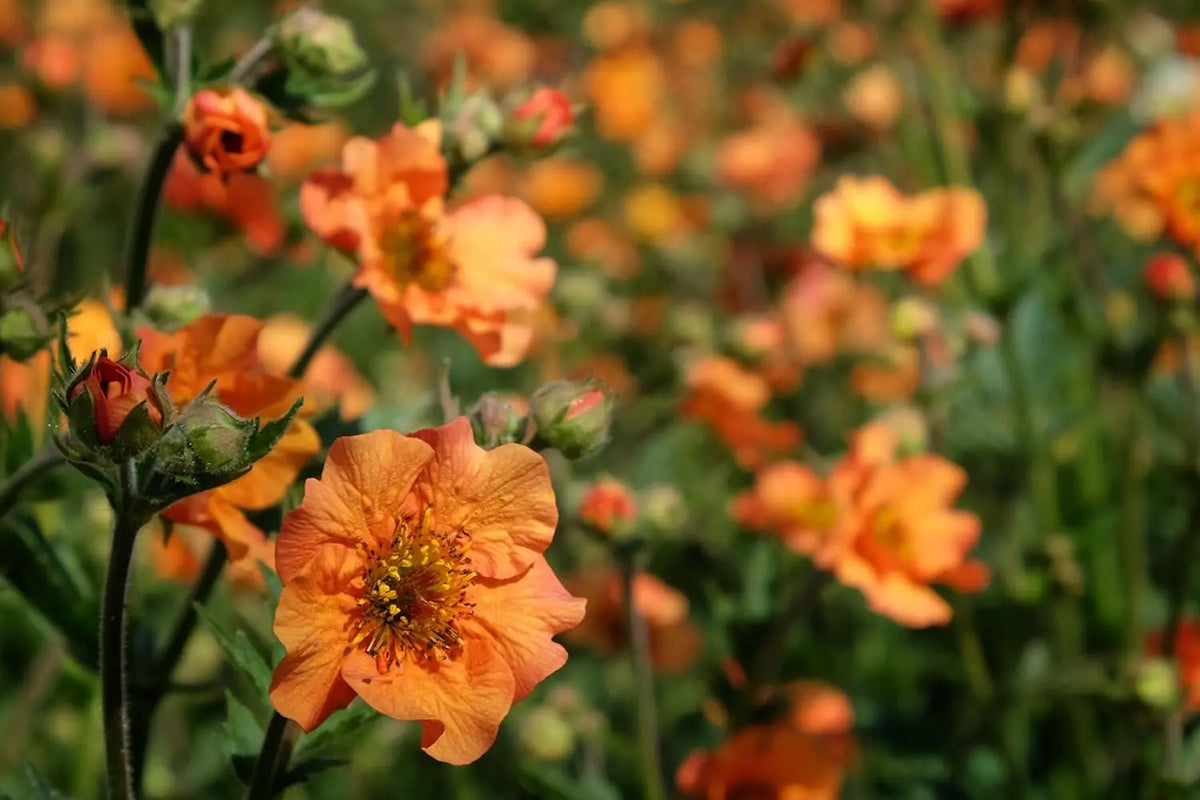 Bunte Chilenische Nelkenwurz Staude 'Totally Tangerine' von Stauden Gänge, orange Blüten und grüne Blätter, Nahaufnahme