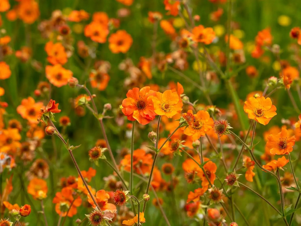 Geum chiloense 'Totally Tangerine' Staude mit leuchtend orangefarbenen Blüten, gedeiht als farbenfrohe Gartenstaude.