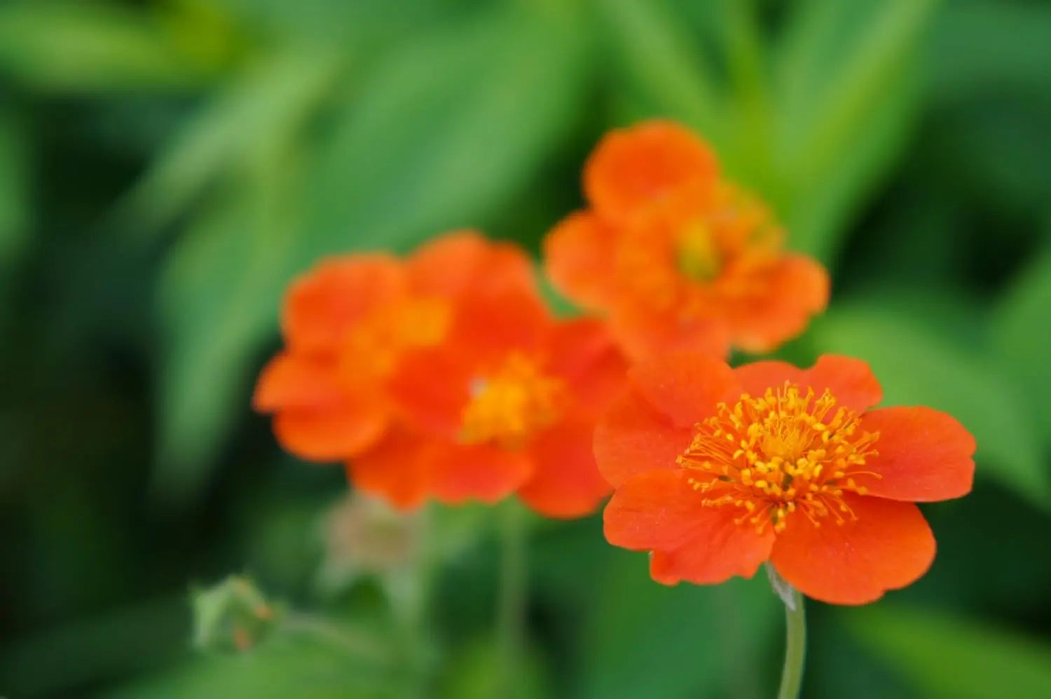 Orangerot blühende Geum coccineum ‚Koi‘ Staude von Stauden Gänge, mit leuchtenden Blüten und grünen Blättern.