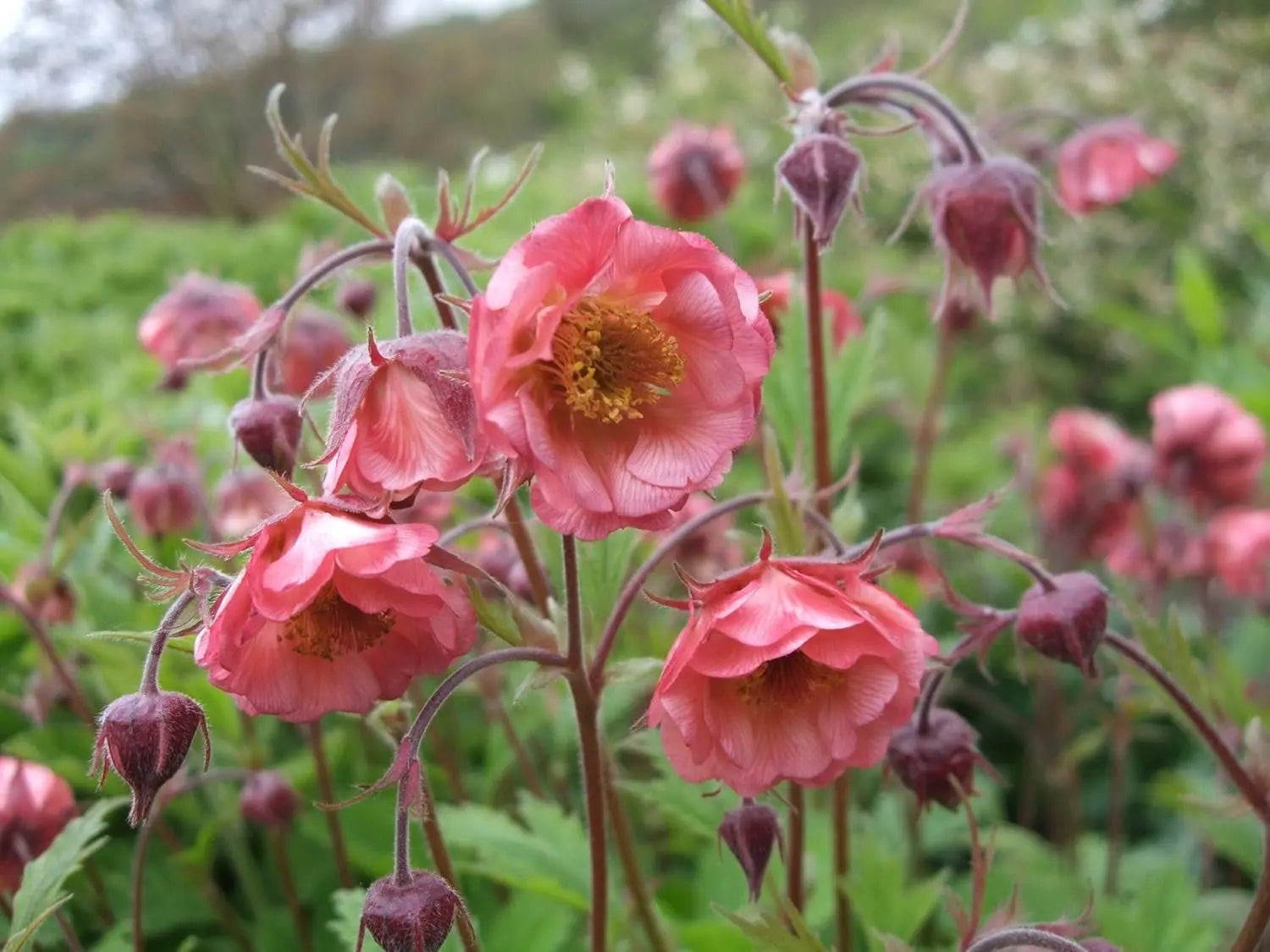 Feuerrote Blüten der Staude Geum rivale 'Flames of Passion' von Stauden Gänge, mit grünen Blättern im Garten.