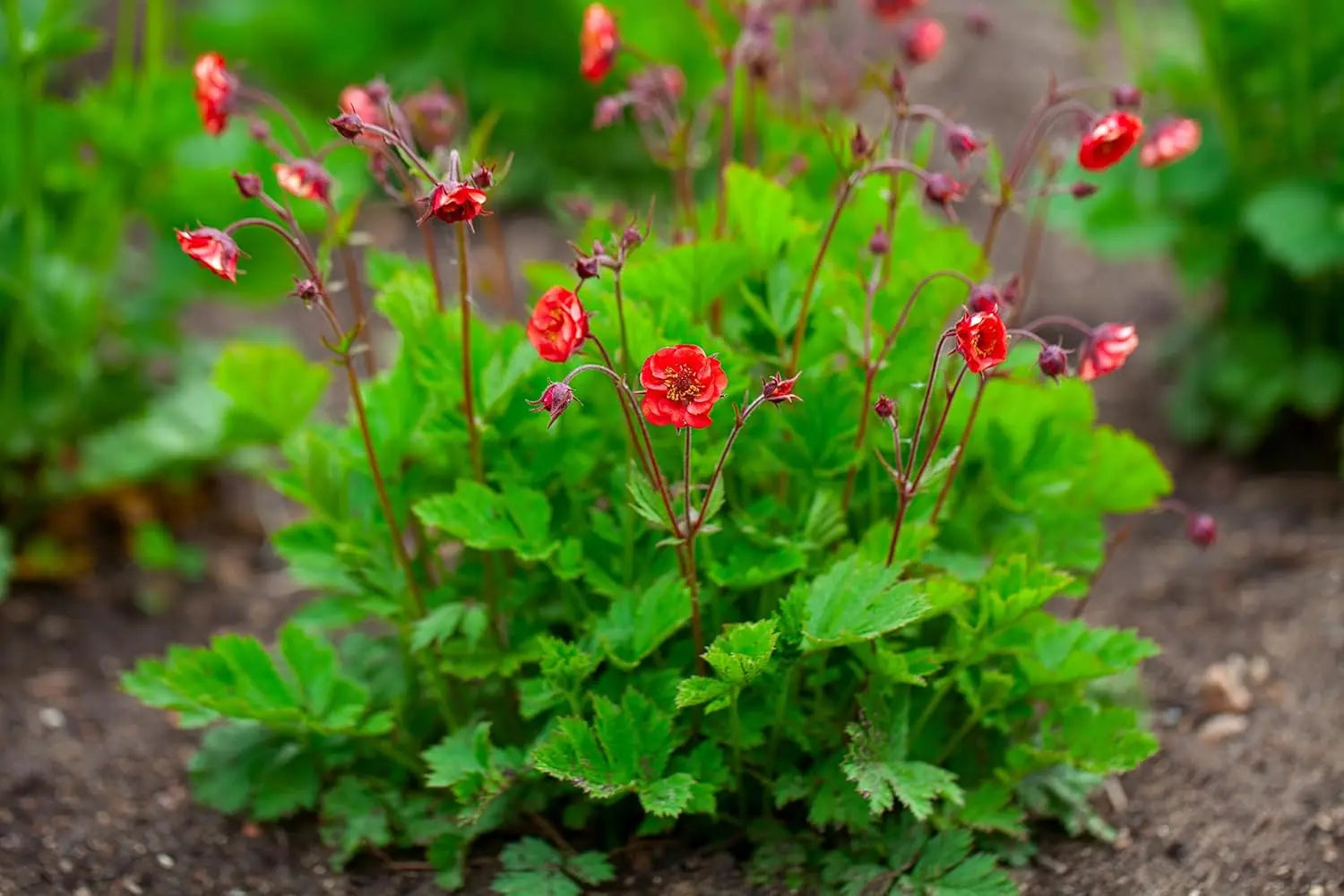 Feuerrote Staude Geum rivale 'Flames of Passion' mit roten Blüten, wächst als Gartenstaude, von Stauden Gänge.