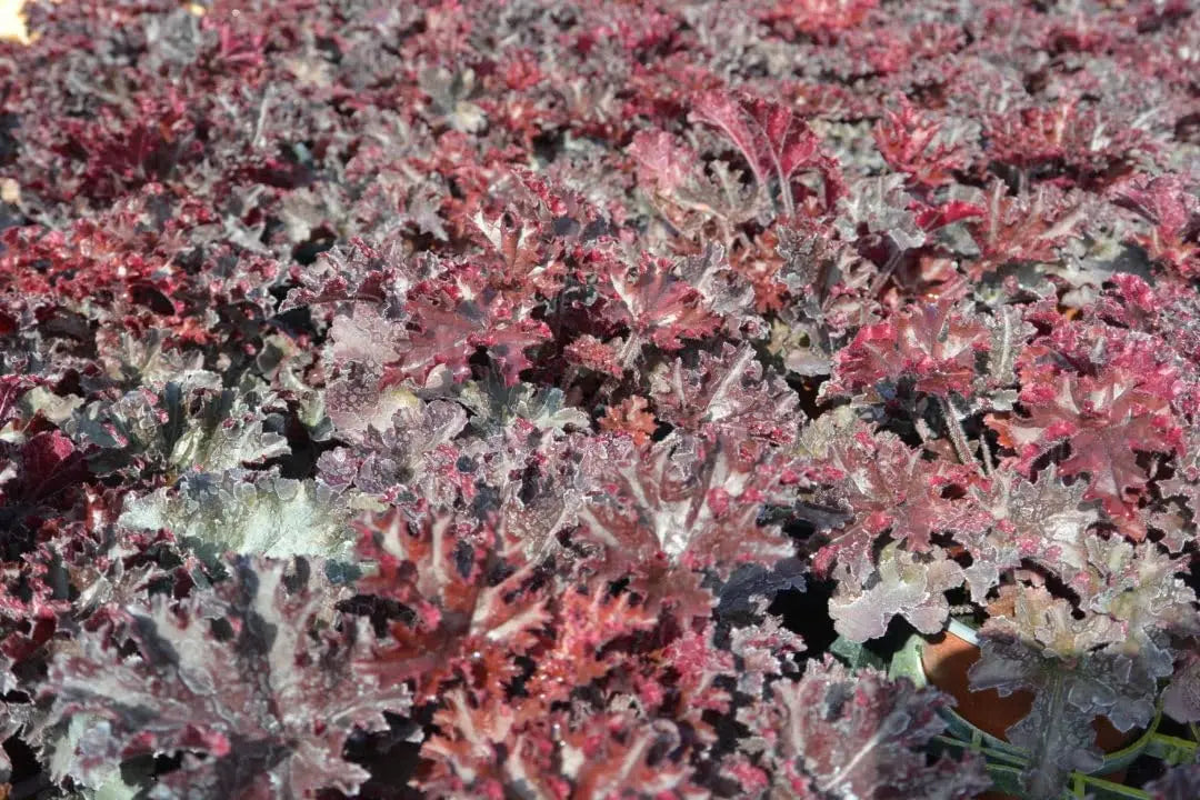 Heuchera americana 'Melting Fire' Staude mit rotbraunen, geflammten Blättern, wächst in einem Garten.