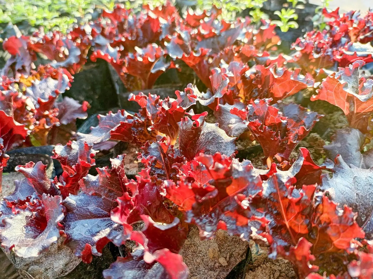 Heuchera americana 'Melting Fire', rotblättrige Staude mit leuchtend roten Blättern, von Stauden Gänge.