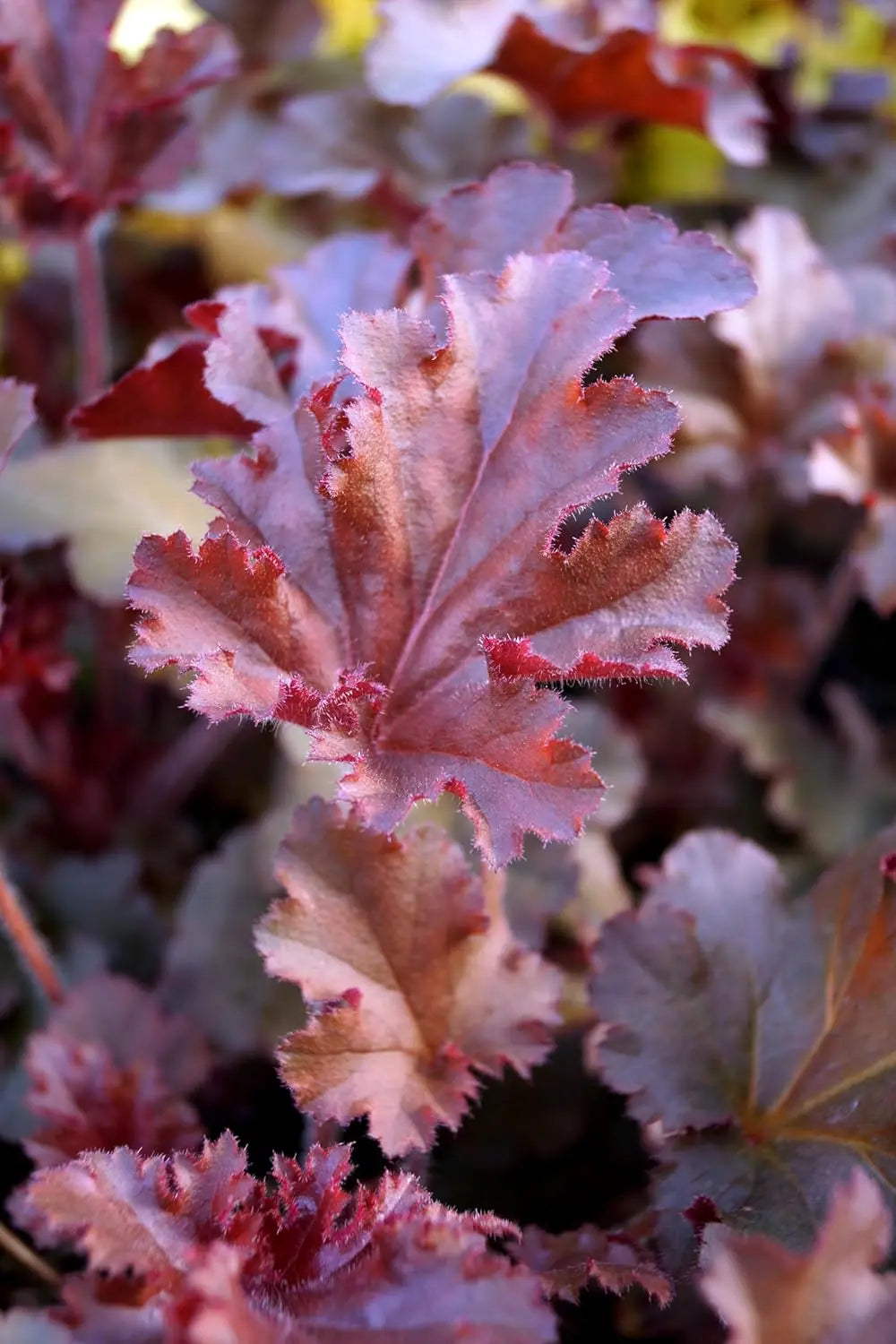 Heuchera americana 'Melting Fire' Staude mit rotgefärbten Blättern, purpurglöckchenartige Pflanze, Stauden Gänge.
