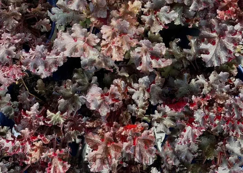 Heuchera americana 'Melting Fire' rotblättrige Staude mit auffälligem orange-rotem Laub, von Stauden Gänge.