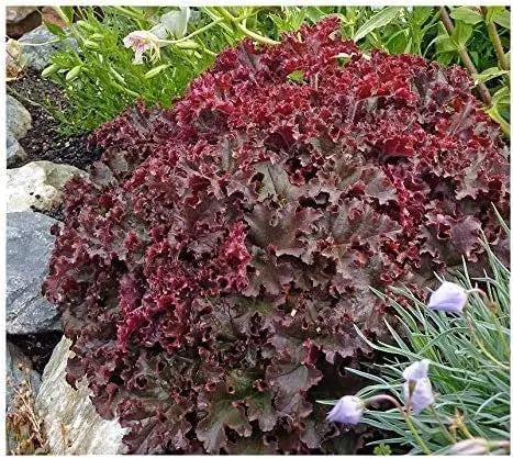 Heuchera americana 'Melting Fire' Staude mit rotgefärbten Blättern, von Stauden Gänge, detailreiche Nahaufnahme