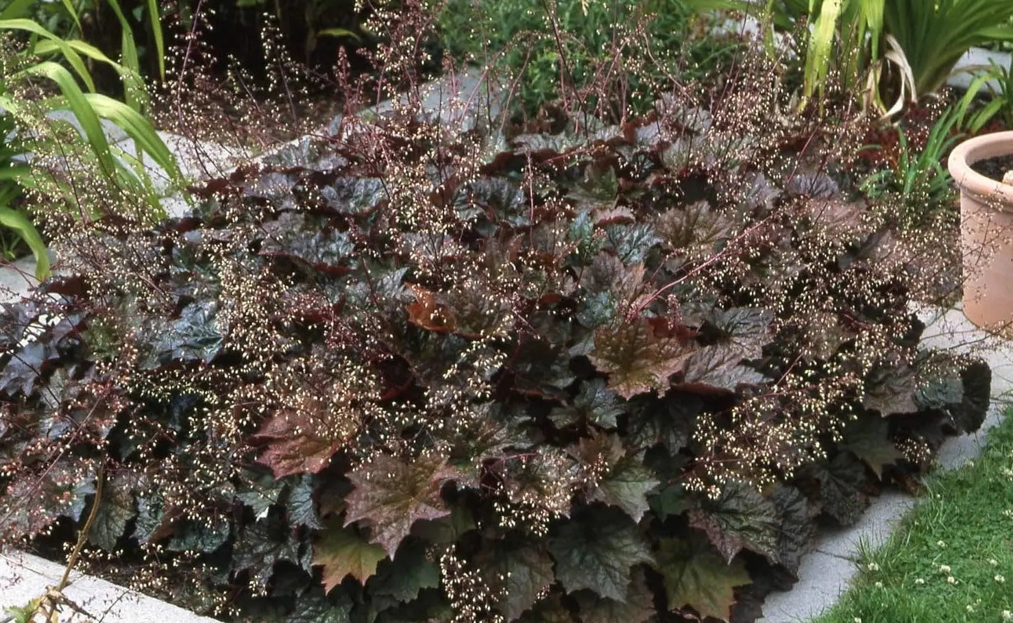 Rotlaubige Heuchera americana 'Palace Purple' Staude mit tiefviolettem Laub, Stauden Gänge, detailreiche Nahaufnahme