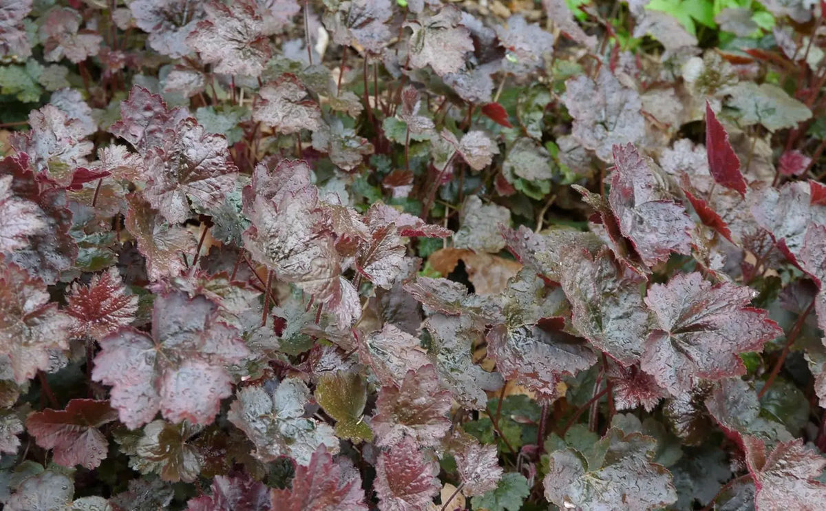 Heuchera americana 'Palace Purple', rotblättrige Staude mit dunklen, samtigen Blättern, von Stauden Gänge.