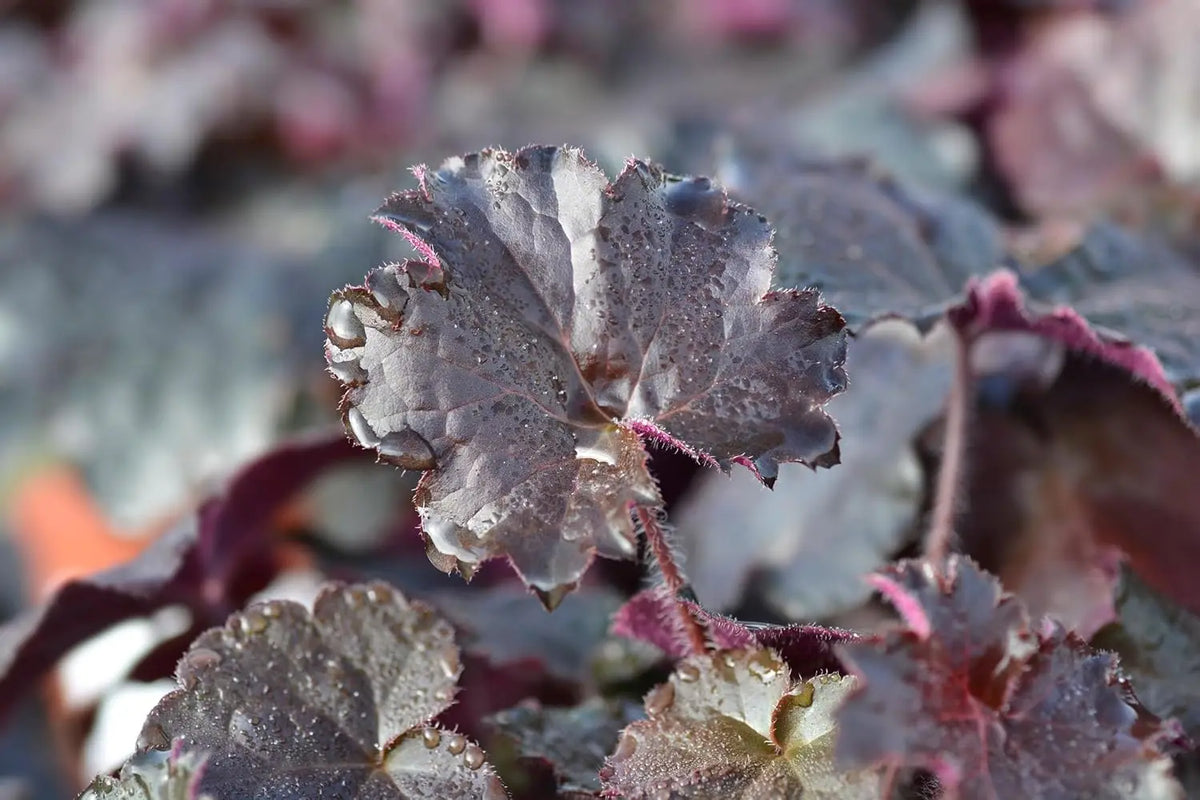 Rotblättrige Heuchera americana 'Palace Purple' Staude mit dunkelroten, dekorativen Blättern.