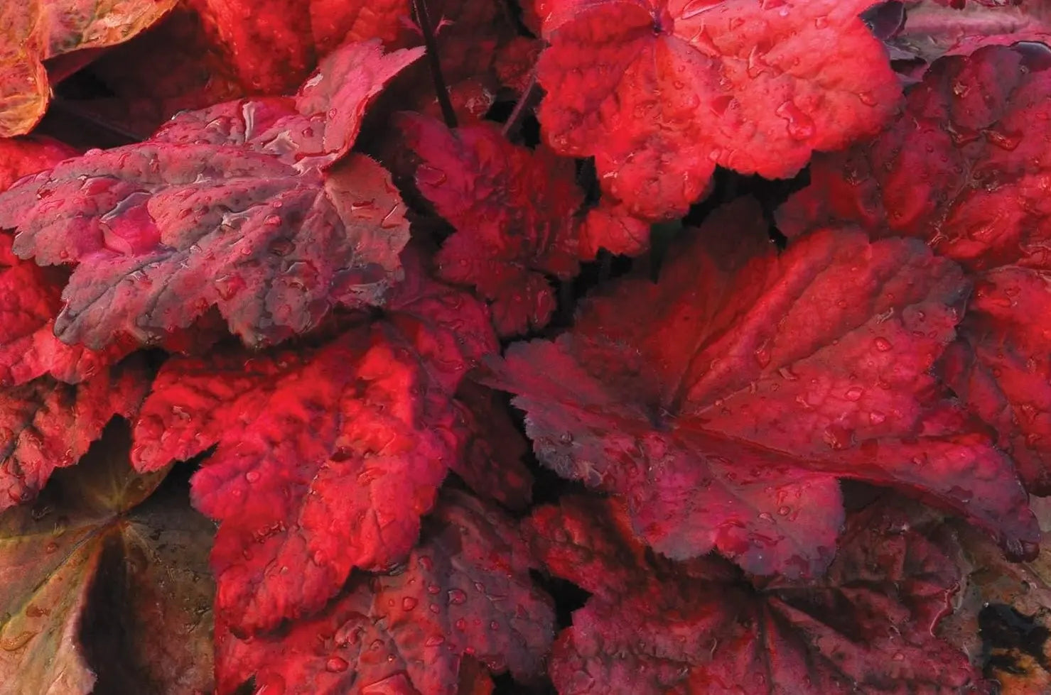 Rote Heuchera Hybride 'Autumn Leaves' Staude mit bunt gefärbten Blättern, wächst im Garten, von Stauden Gänge.