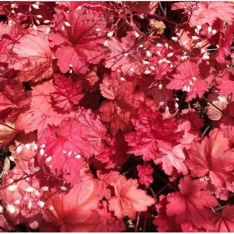 Rote Heuchera Hybride 'Autumn Leaves' Staude mit bunten Blättern, Pflanze von Stauden Gänge, Nahaufnahme