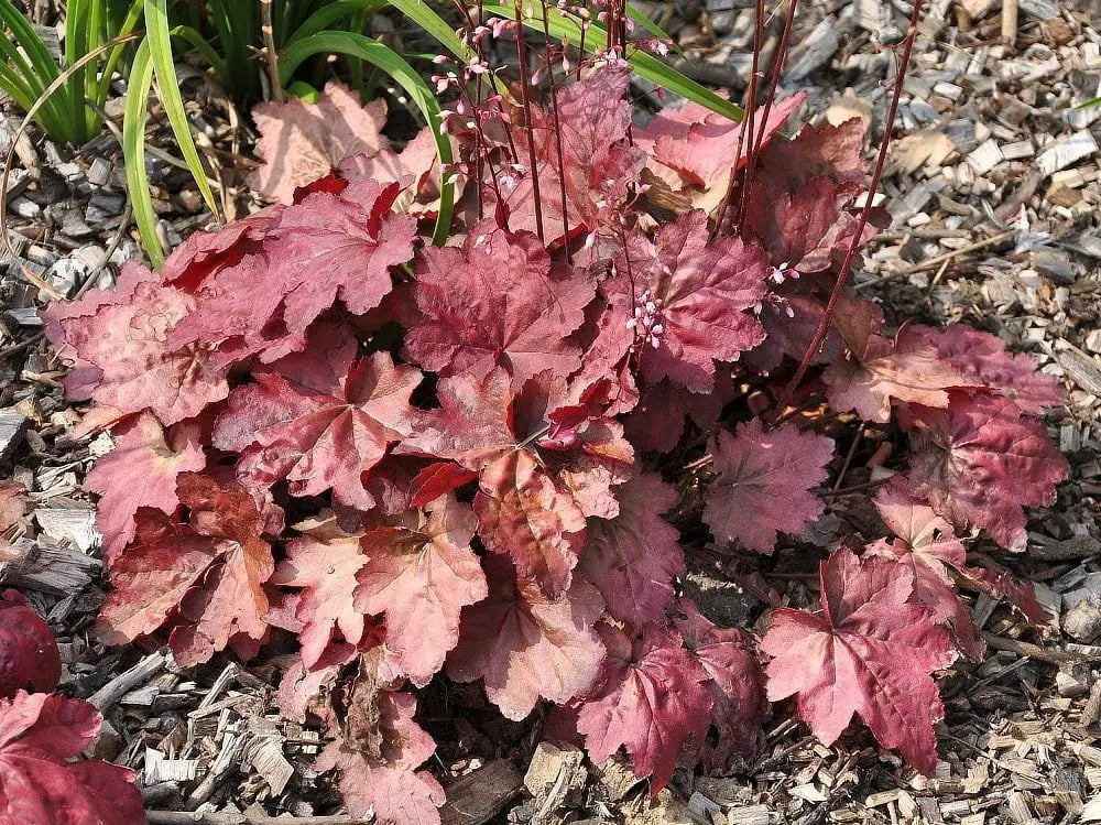 Rote Heuchera Hybride 'Autumn Leaves' Staude mit bunten Blättern, Pflanze von Stauden Gänge, Nahaufnahme.