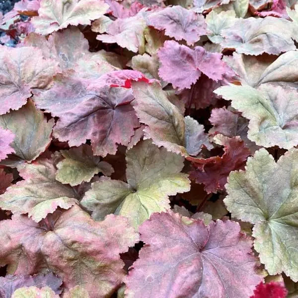 Rote Heuchera Hybride 'Autumn Leaves' Staude mit bunten Blättern, bei Stauden Gänge, Nahaufnahme der Pflanze.