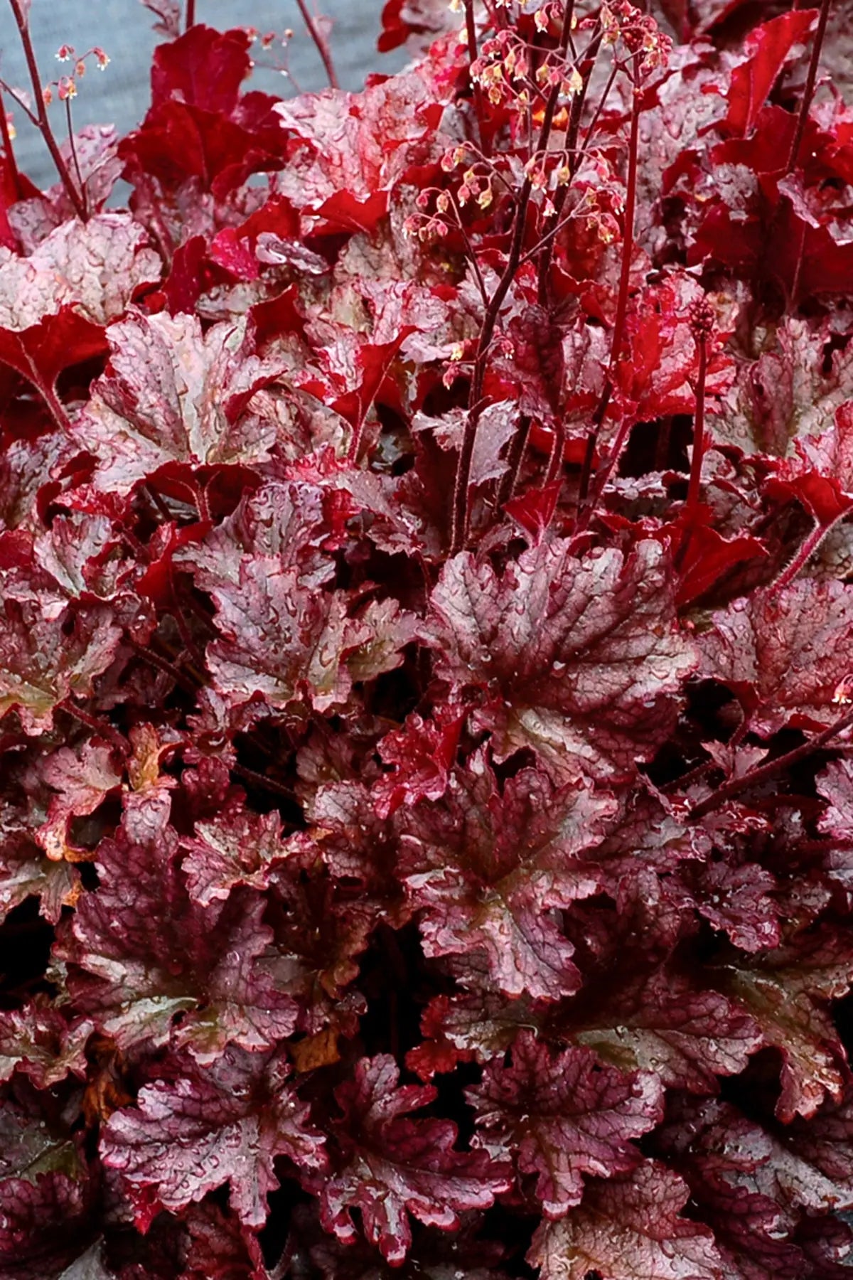 Heuchera Hybride 'Berry Marmalade' – Purpurglöckchen Staude von Stauden Gänge, mit rot-orange Blättern und zarten Blüten.