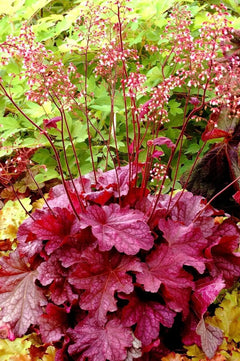 Heuchera Hybride 'Berry Smoothie', Purpurglöckchen Staude von Stauden Gänge mit bunten Blättern, im Garten fotografiert.