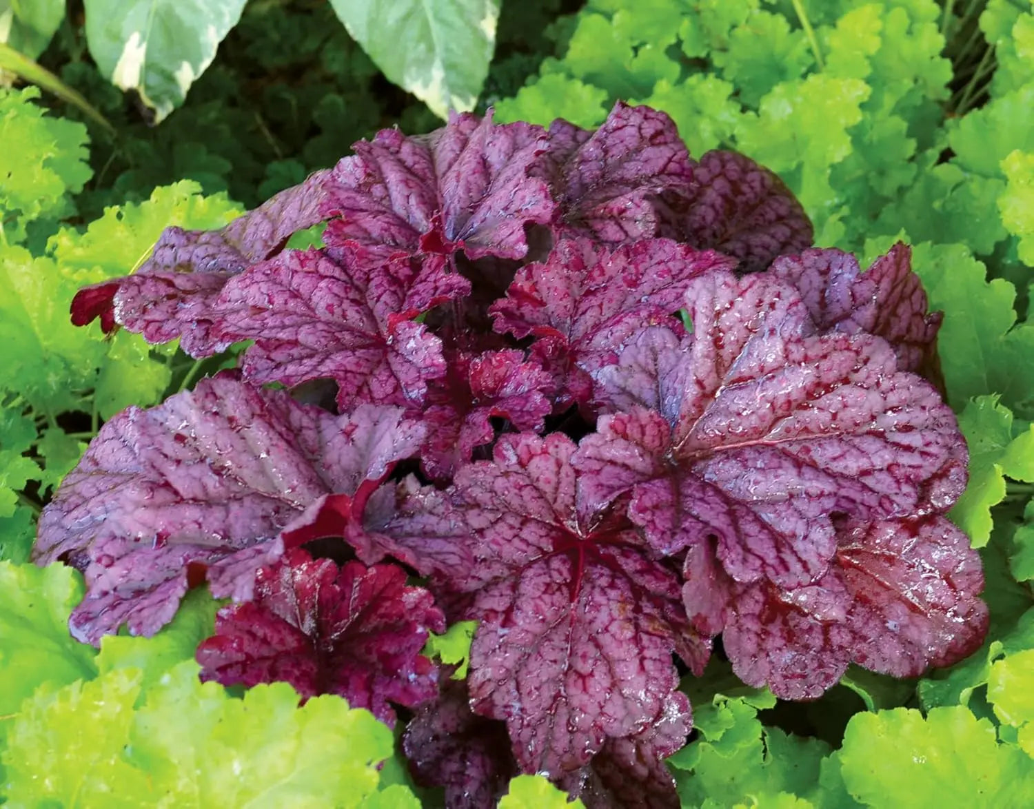 Heuchera Hybride 'Berry Smoothie' als purpurfarbene Staude, mit dunkelroten Blättern und zarten Blüten.