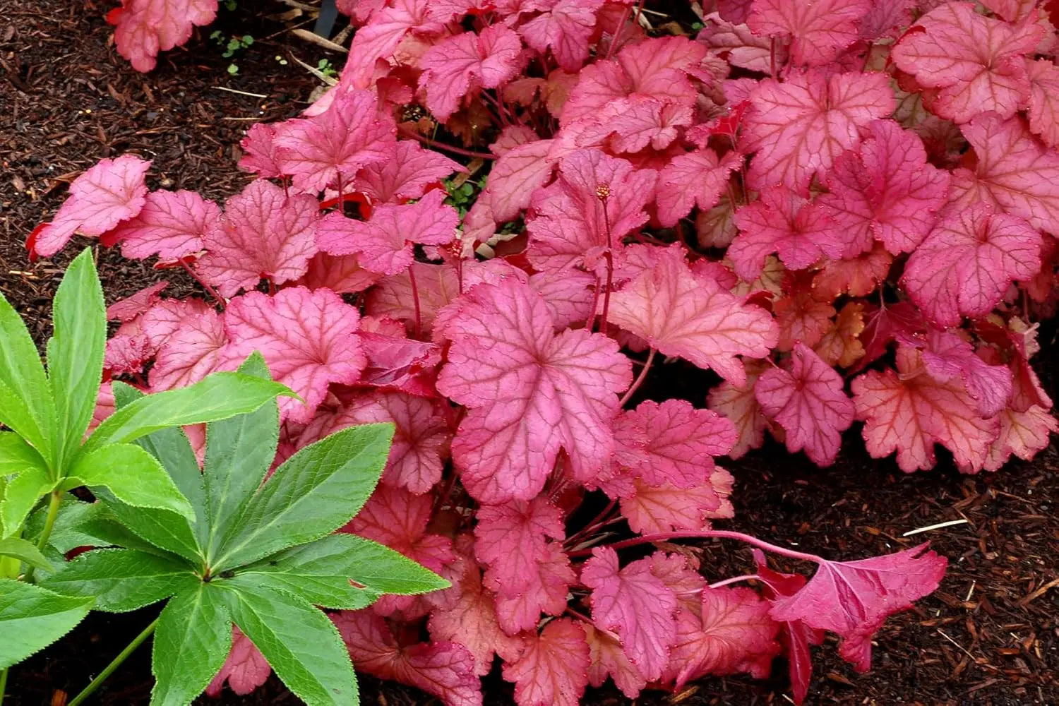 Heuchera Hybride 'Berry Smoothie' purpurrote Staude mit bunten, gezackten Blättern, perfekt für Garten und Beete.