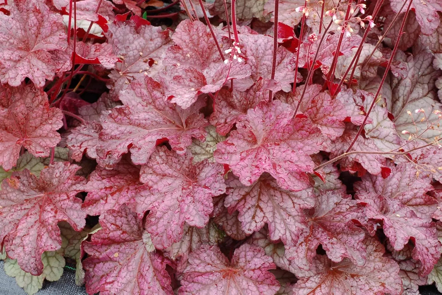 Heuchera Hybride 'Berry Smoothie' Purpurglöckchen Staude von Stauden Gänge, grüne Blätter mit roten Tönen und zarte Blüten.