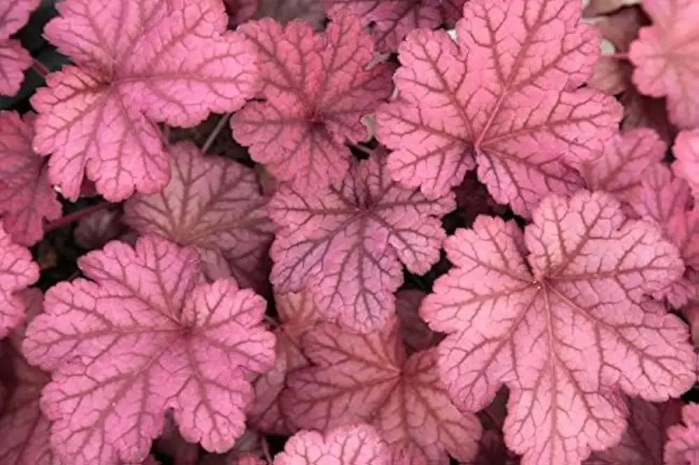 Heuchera Hybride 'Berry Smoothie' Purpurglöckchen Staude mit rot-violetten Blättern, im Garten, bei Sonnenlicht, von Stauden Gänge
